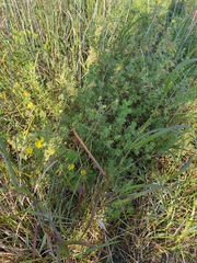 Dasiphora fruticosa