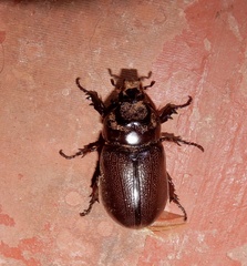 Oryctes rhinoceros