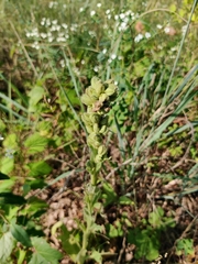 Verbascum