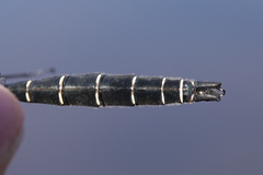 Somatochlora albicincta