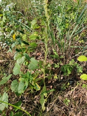 Verbascum