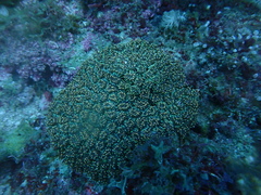 Galaxea fascicularis