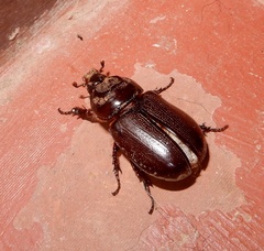 Oryctes rhinoceros