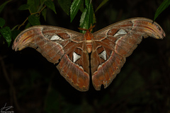 Attacus atlas