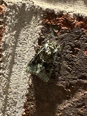 Lacinipolia explicata