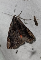 Catocala ultronia