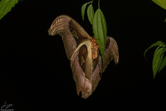 Attacus atlas