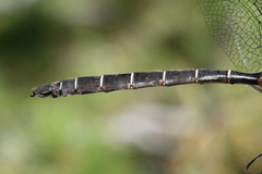 Somatochlora cingulata