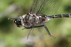 Somatochlora cingulata