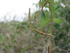 Streptocaulon juventas