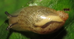 Novisuccinea ovalis