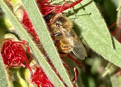 Apis mellifera