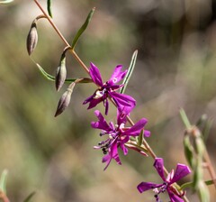 Clarkia xantiana