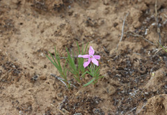 Phlox longifolia