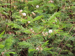 Acaciella angustissima