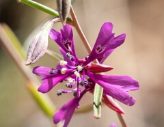 Clarkia xantiana