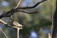 Sitta carolinensis
