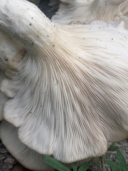 Pleurotus ostreatus