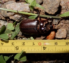 Oryctes rhinoceros