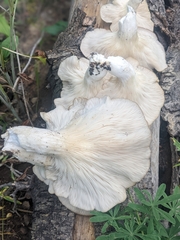 Pleurotus ostreatus