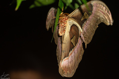 Attacus atlas