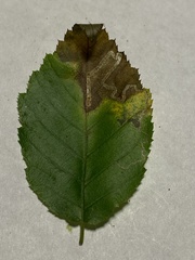 Stigmella