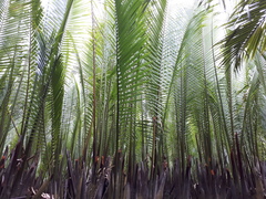 Nypa fruticans