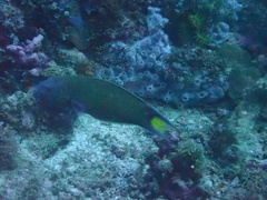 Thalassoma lunare