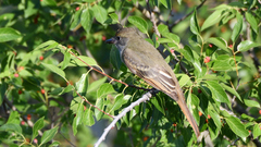 Myiarchus
