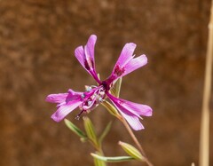 Clarkia xantiana