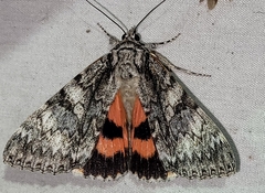 Catocala semirelicta