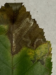 Stigmella