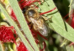 Apis mellifera