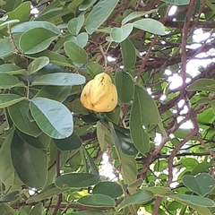 Lepisanthes tetraphylla