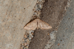 Idaea