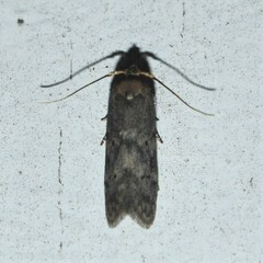 Holcocera chalcofrontella