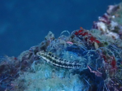 Petroscirtes breviceps