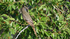 Myiarchus