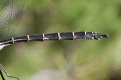 Somatochlora cingulata