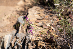 Clarkia xantiana