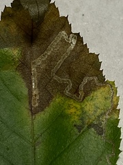 Stigmella