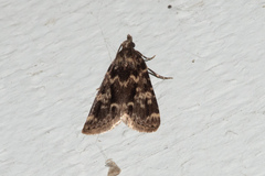 Aglossa caprealis