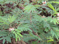 Acaciella angustissima