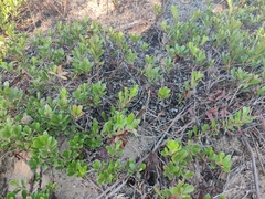 Arctostaphylos uva-ursi