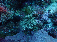 Acropora
