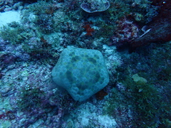 Culcita novaeguineae