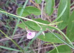Balsaminaceae