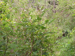 Acaciella angustissima