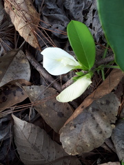 Clitoria macrophylla