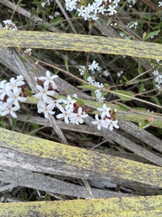 Leucopogon concurvus